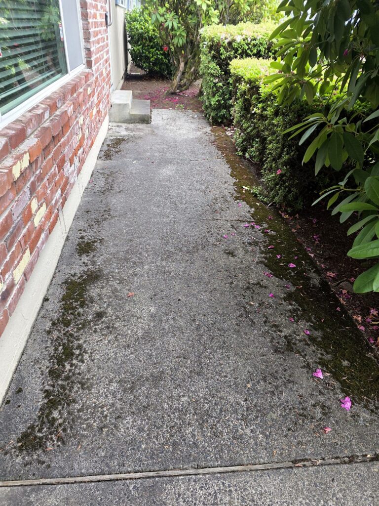 Moss and dark staining on an aggregate concrete walkway beside a brick wall before pressure washing in Vancouver, WA