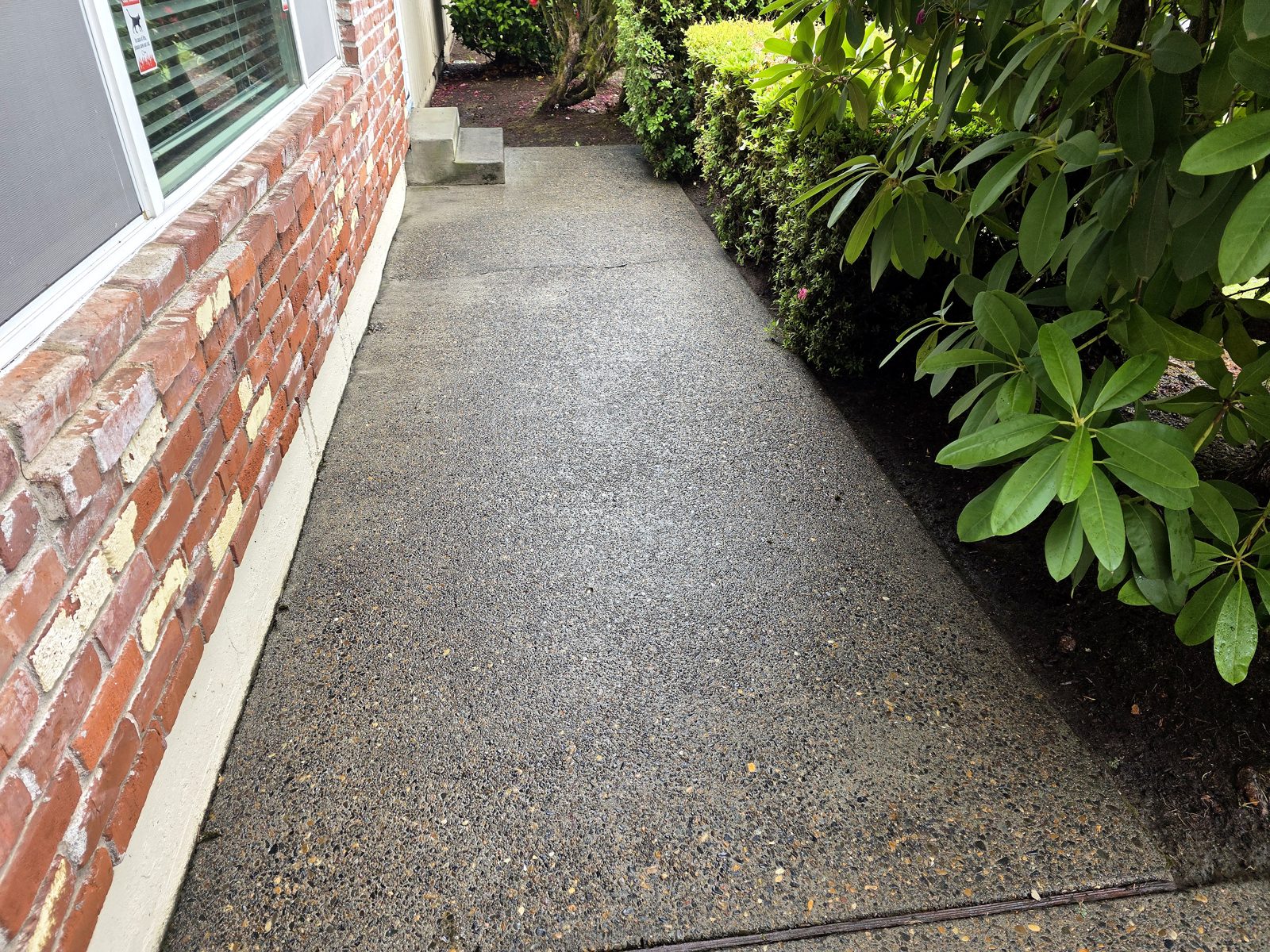 Clean wet aggregate concrete walkway after moss removal beside brick wall and hedges in Vancouver, WA