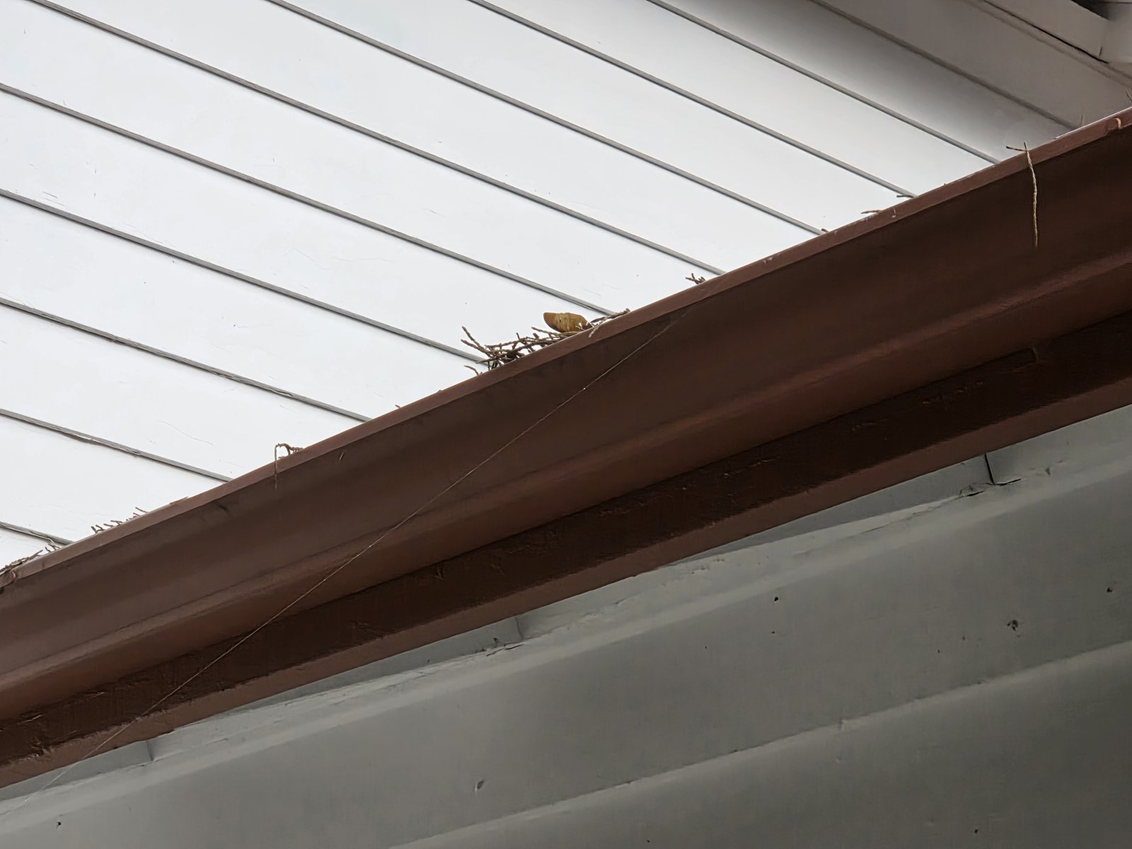 Brown gutter with twigs and debris along white siding on a Vancouver, WA home