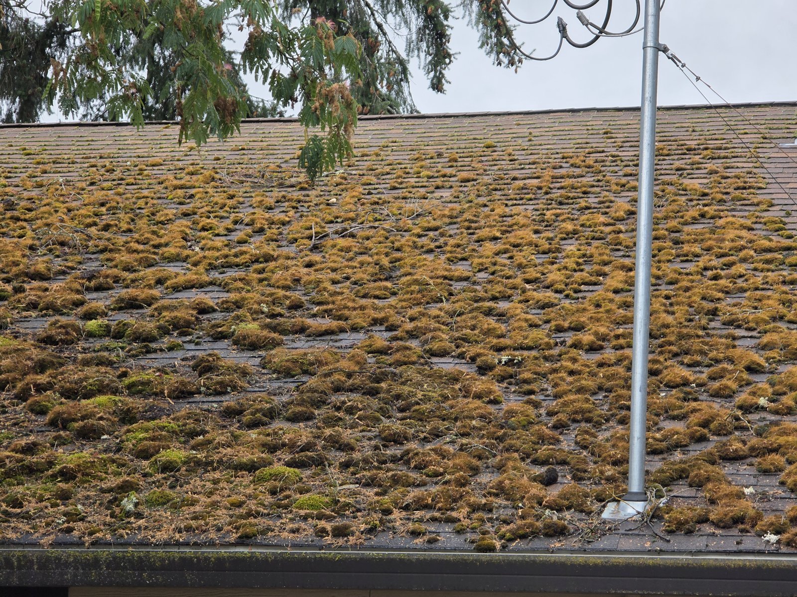 Asphalt shingle roof heavily covered in moss under fir branches in Clark County, WA