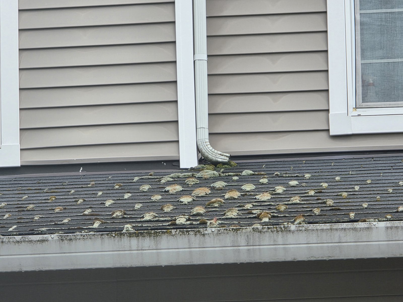 Moss clumps growing on a lower asphalt shingle roof below a downspout in Vancouver, WA