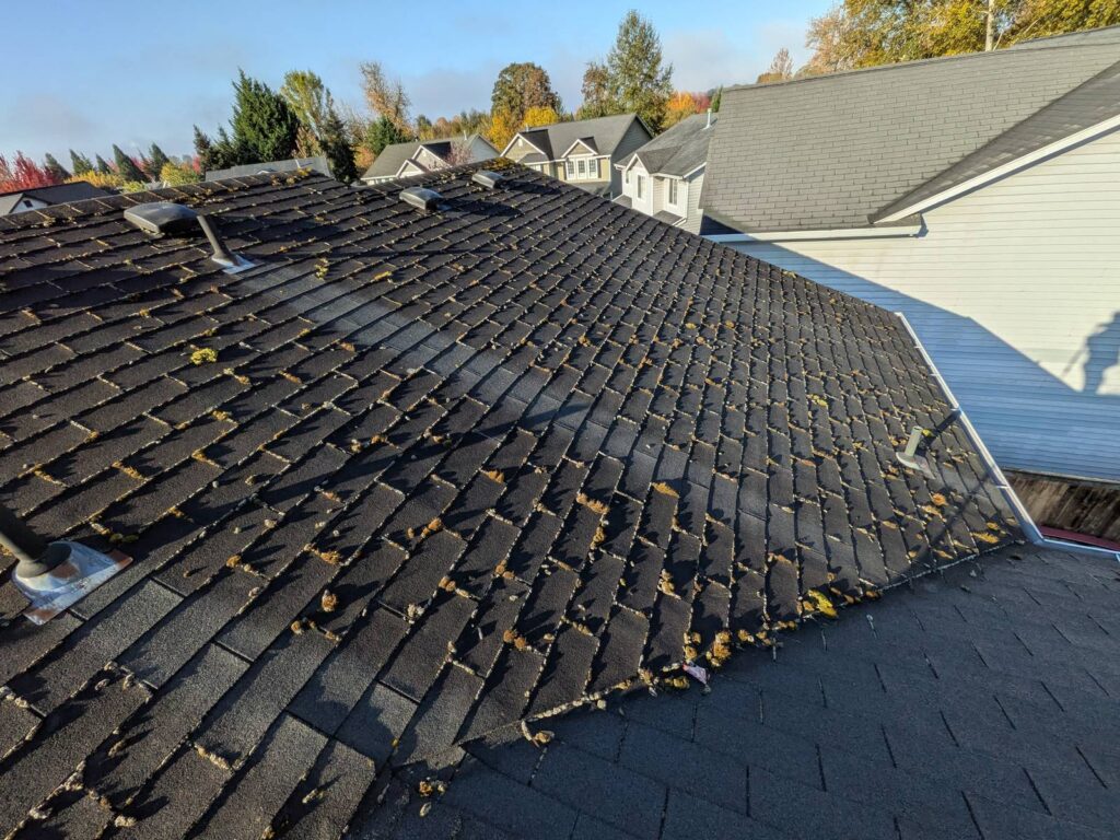 Moss growing in the seams of dark asphalt shingles before roof soft washing in Battle Ground, WA