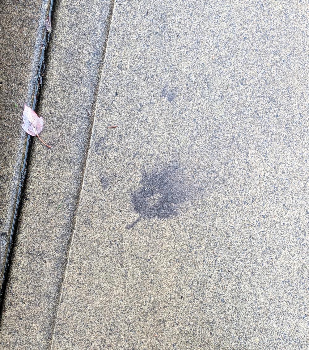 Brown leaf tannin stain on a broom-finish concrete sidewalk