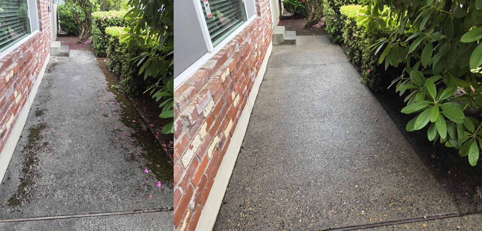 Before and after: a shady concrete walkway along a red brick wall, dark and mossy on the left, clean light-gray concrete on the right